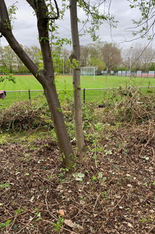 Arbeitseinsatz Sportplatz Mannheim Ehrenamt Sanierung